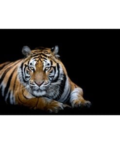 Plain Tiger Bowling Towel